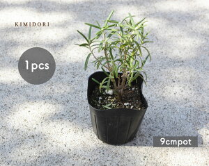 ベランダ ガーデニング 花 苗の人気商品 通販 価格比較 価格 Com