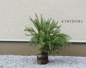 楽天市場 おしゃれ 植木 ガーデニング 農業 花 ガーデン Diyの通販