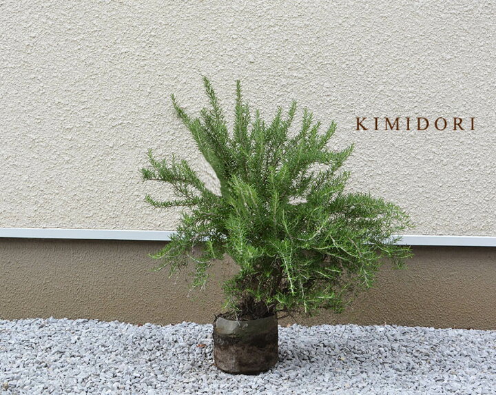 楽天市場 ローズマリー 大株 ハーブ 苗 植木 庭木 樹高 50 70cm ワイルド イングリッシュガーデン かっこいい おしゃれ 植物 シンボルツリー 玄関 ガーデニング パッション 樹緑 Kimidori