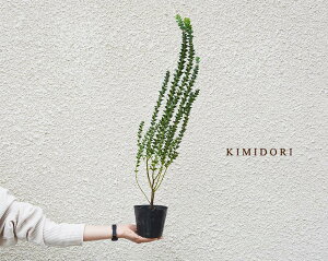 観葉植物 シンボルツリー 庭木 Diy 工具の人気商品 通販 価格比較 価格 Com