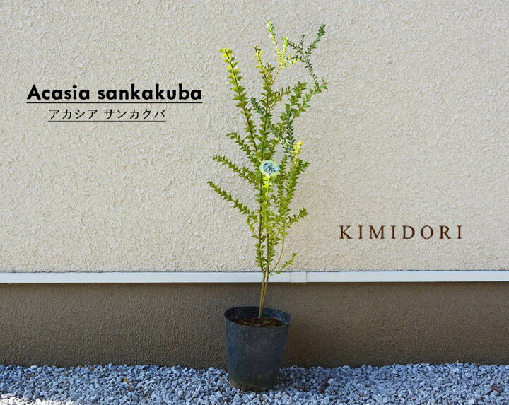 楽天市場 アカシア サンカクバ 約90cm オージー 植木 庭木 苗 シンボルツリー 鉢 鉢植え おしゃれ 初心者向け 黄色い 花 長く楽しめる 目隠し 常緑 カルトラフォラミス ミモザ ブッシュ状 三角葉 ガーデニング エクステリア 園芸 スワッグ ドライ 材料 資材 樹緑 Kimidori 楽天市場 アカシア サンカクバ 約90cm オージー 植木 庭木 苗 シンボルツリー 鉢 鉢植え おしゃれ 初心者向け 黄色い 花 長く楽しめる 目隠し 常緑 カルトラフォラミス ミモザ ブッシュ状 三角葉 ガーデニング エクステリア 園芸 スワッグ ドライ 材料 資材 樹緑 Kimidori