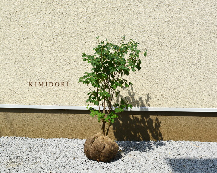 楽天市場 サラサドウダン 約100cm 植木 庭木 苗 生垣 フェンス 目隠し ツツジ 更紗満天星 更紗灯台 どうだん 盆栽 スズラン 花 落葉 明るい未来 フウリンツツジ ガーデニング 園芸 寒さ 強い Kimidori Farm