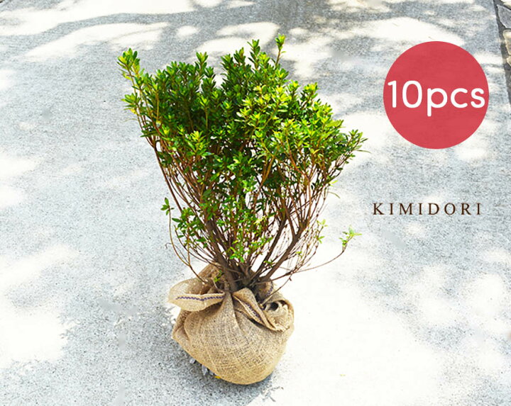 10円 ランキングtop5 ブルーカーペット 5本セット コニファー 針葉樹 植木 庭木 グランドカバー 約 10円 ランキングtop5 ブルーカーペット 5本セット コニファー 針葉樹 植木 庭木 グランドカバー 約