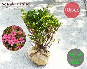 TcL ccW c 10{Zbg  30cm  _ ډB ׉ H v K[fjO A A   ccW  H t