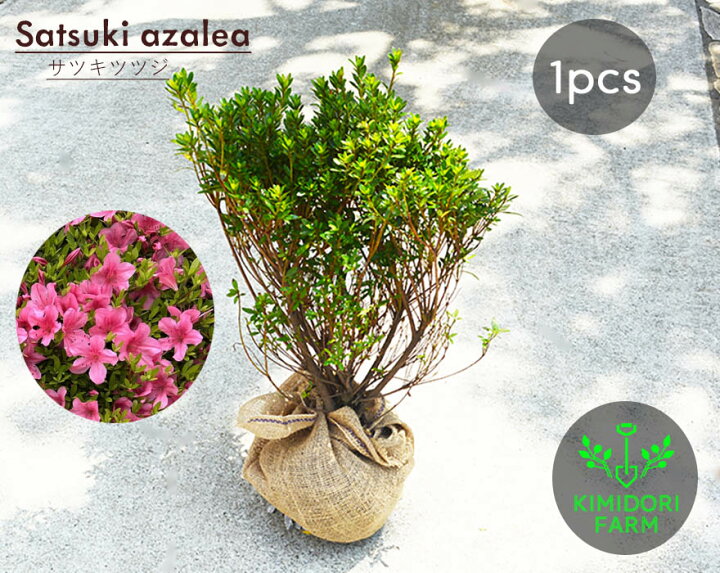 楽天市場】サツキ ツツジ 約30cm 苗 植木 庭木 苗 ガーデニング 常緑 