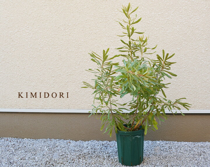 楽天市場 バンクシア セラータ 約90 100cm 植木 庭木 ガーデニング オージープランツ オーストラリア 植物 樹緑 Kimidori