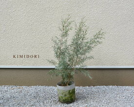 楽天市場 シルバーティーツリー 種類 植物 コニファー の通販