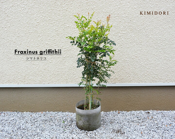 楽天市場 シマトネリコ 約110 1cm 1本 人気 おしゃれ 観葉植物 鉢植え 花 植木 苗 苗木 シンボルツリー 目隠し 隣家 庭木 ガーデニング エクステリア 園芸 シルバー 常緑 鉢 木 常緑樹 新築 記念樹 お祝い 新築祝い 育てやすい トネリコ シマトネ Kimidori