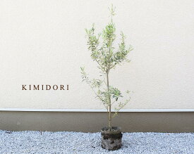 楽天市場 鉢植え 木 玄関の通販