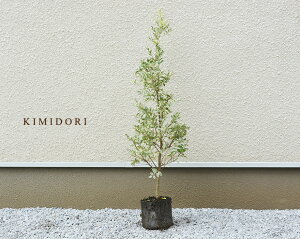 目隠し 鉢植えの通販 価格比較 価格 Com