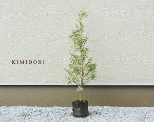 植木 盆栽 和風の通販 価格比較 価格 Com