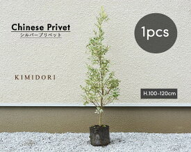 楽天市場 鉢植え 木 目隠しの通販