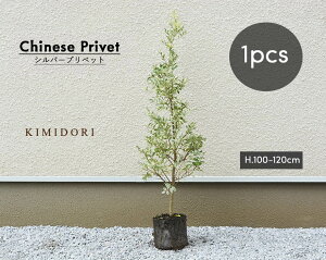 鉢植え 木 目隠し 植木 盆栽の人気商品 通販 価格比較 価格 Com