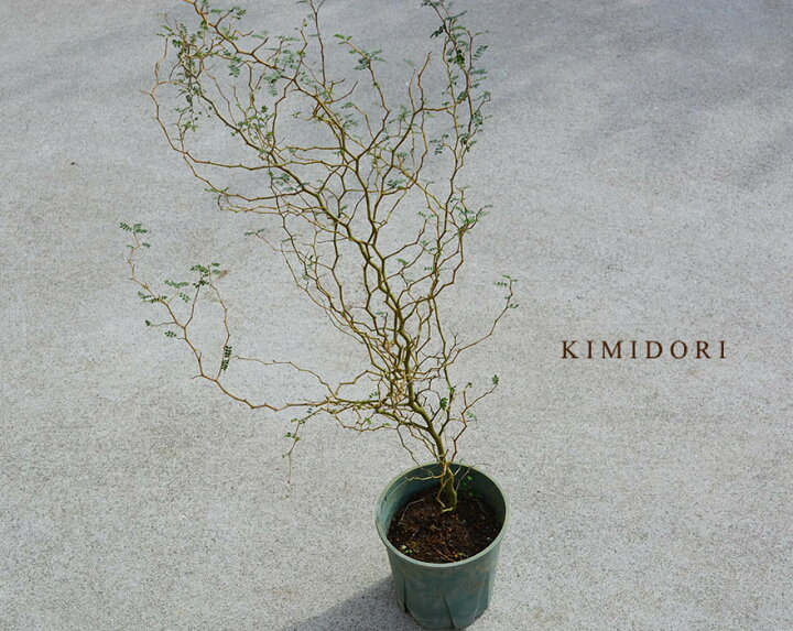 楽天市場 ソフォラ ミクロフィラ メルヘンの木 約80cm シンボルツリー 観葉植物 植木 庭木 かわいい ガーデニング 玄関 ベランダ 苗 樹緑 Kimidori