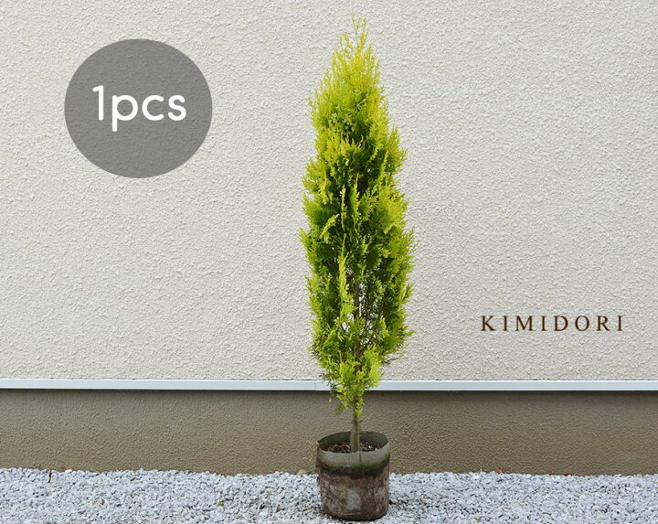 楽天市場 コニファー スプラッシュイエロー 約1cm 約センチポット 1本 シンボルツリー 横浜の植木 目隠し 植木 庭木 生垣 フェンス 常葉樹 針葉樹 ガーデニング クリスマスツリー 園芸 自家生産 ベランダ ウッドデッキ Kimidori Farm