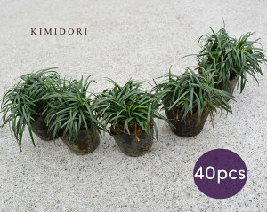 観葉植物 グランドカバー 常緑 観葉植物の人気商品 通販 価格比較 価格 Com