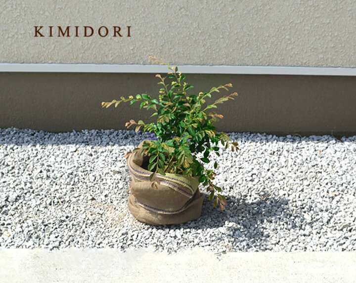 楽天市場 トキワマンサク 約30cm 1本 緑葉 白花 低木 おしゃれ ガーデニング 植木 庭木 苗 苗木 観葉植物 常葉マンサク マンサク 寄せ植え 常緑マンサク まんさく ときわまんさく 青葉白花 青葉ベランダ ウッドデッキ クリスマス 樹緑 Kimidori