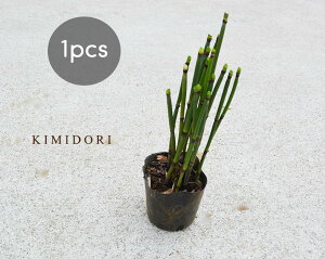 観葉植物 かっこいいの人気商品 通販 価格比較 価格 Com