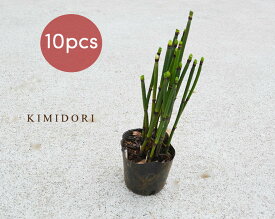 トクサ 10個セット 10.5cmポット 和風 観葉植物 鉢植え インテリア かっこいい おしゃれ 男前 日本庭園 盆栽 生け花 シダ植物 つくし 茎 樹高約20cm とくさ やすり