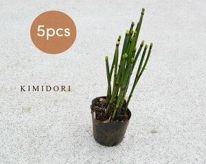 観葉植物 かっこいいの通販 価格比較 価格 Com