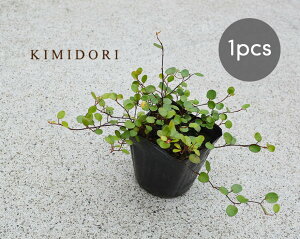 ベランダ 観葉植物 おしゃれの人気商品 通販 価格比較 価格 Com