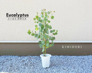 玄関 植木 鉢植えの人気商品 通販 価格比較 価格 Com
