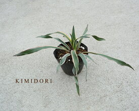 楽天市場 グロリオサ鉢植えの通販