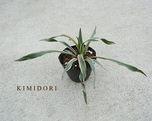 観葉植物 低木 Diy 工具の人気商品 通販 価格比較 価格 Com 観葉植物 低木 Diy 工具の人気商品 通販 価格比較 価格 Com