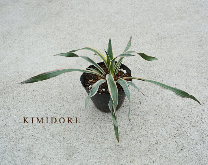 楽天市場 ユッカ バリエガータ グロリオサ 約40cm 斑入り カラーリーフ 低木 観葉植物 庭植え 鉢植え おしゃれ ガーデニング 植木 庭木 玄関 寄せ植え 樹緑 Kimidori