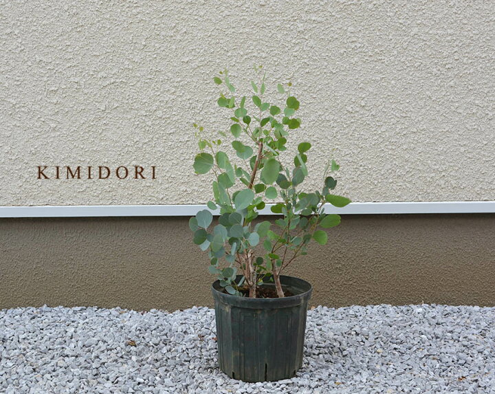 楽天市場 ユーカリ ポポラス 30 50cm 鉢植え 観葉植物 人気 おしゃれ 花 植木 苗 苗木 シンボルツリー 目隠し 庭木 ガーデニング エクステリア 新築 園芸 記念樹 鉢 木 常緑樹 新築 記念樹 お祝い 新築祝い 育てやすい 花材 ドライフラワー Kimidori Farm