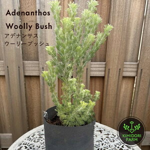 AfiTXE[[ubV I[W[vc A c   A ӂӂ