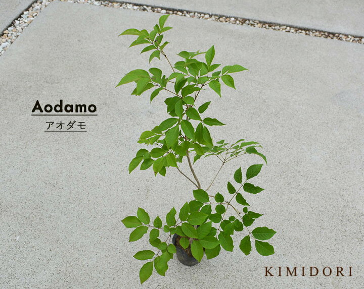 楽天市場 アオダモ 雑木 シンボルツリー 紅葉 植木 庭木 約80 100cm 庭づくり ガーデニング 植栽 トネリコ バットの木 自然樹形 モダン おしゃれ Kimidori Farm