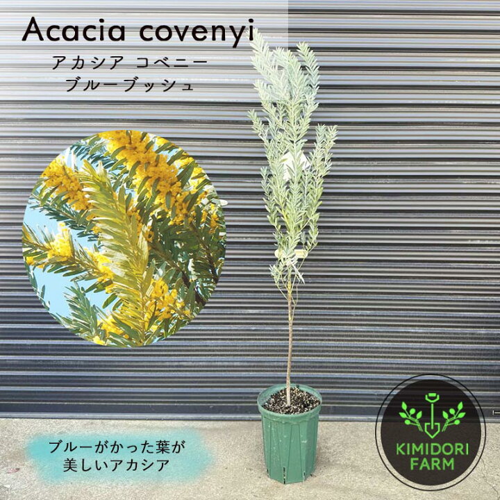 楽天市場】アカシア ブルーブッシュ 約100-130cm シンボルツリー 観葉 
