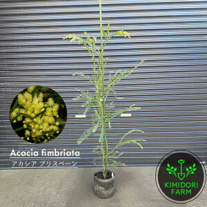 AJVA uXx[ uXx I[W[vc I[W[K[f A V{c[ O\A  A A