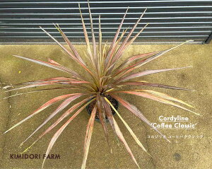 RWl R[q[NVbN J[[t Cordyline 'coffee classic' A 񂹐A A bNK[f hCK[f JtHjAX^C I GXjbN GNXeA Vz 