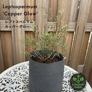 vgXy} Jbp[O[ 30-50cm t J[[t I[W[vc eB[c[ Β uY[t חt Ȓ ɋ v A 񂹐A