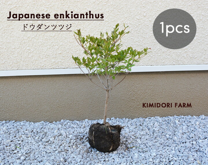 楽天市場 ドウダンツツジ 約30 40cm 1本 低木 苗 植木 庭木 生垣 フェンス 隣家 日陰 ガーデニング 園芸 庭植え すずらん スズラン 花 紅葉 エクステリア ベランダ クリスマス 枝 Kimidori Farm
