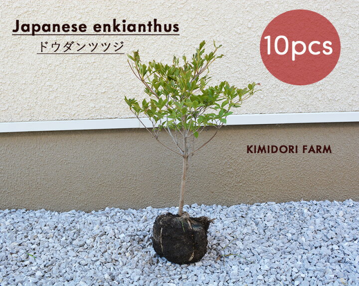 楽天市場 ドウダンツツジ 約30 40cm 10本セット 低木 苗 植木 庭木 庭植え ガーデニング 生垣 フェンス 目隠し 隣家 花 紅葉 つつじ すずらん スズラン エクステリア 日陰 ベランダ 満天星 クリスマス 枝 Kimidori Farm