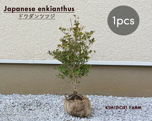 �h�E�_���c�c�W ��50-60cm ��� �� ���V���U�P �A�� ��� �V���{���c���[ ���킢�� �x�����_ ���֑O �K�[�f�j���O �񂹐A�� �}