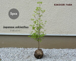 �h�E�_���c�c�W ��80cm 5�{ �Z�b�g ��� ���_ �t�F���X �ډB�� �׉� �c �A�� ��� ��A�� �� ���V�� ������� �X�Y���� ���A �g�t �� �G�N�X�e���A �x�����_ �K�[�f�j���O �N���X�}�X �}