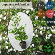 ドウダンツツジ 約50cm 低木 花 選べる本数 1本 3本 5本 10本 20本 30本 まとめ買いがお得 満天星躑躅 植…