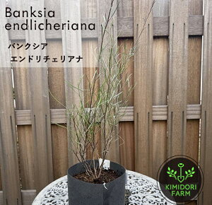 OrA Gh`FAi A I[W[vc A  A   A OrA A c