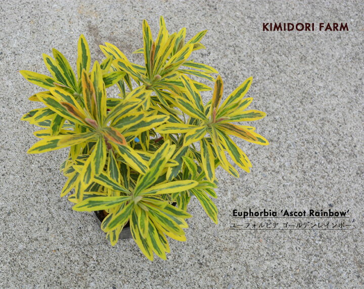 楽天市場 ユーフォルビア ゴールデンレインボー 常緑 観葉植物 カラーリーフ 寄せ植え アスコットレインボー Kimidori Farm