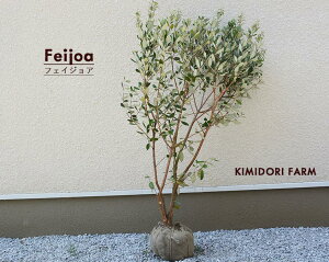 観葉植物 常緑の人気商品 通販 価格比較 価格 Com