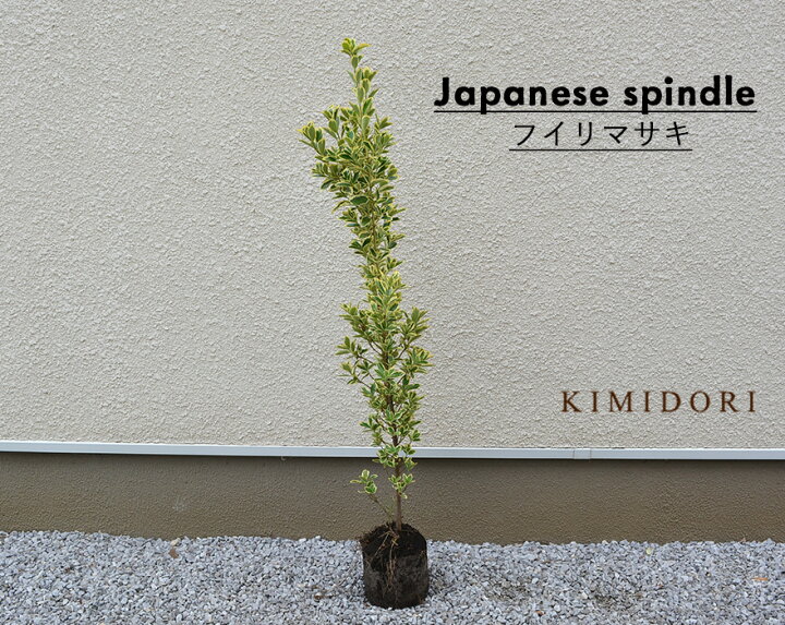 特性 雨の 機密 鉢植え 目隠し Yokokenn Jp 特性 雨の 機密 鉢植え 目隠し Yokokenn Jp