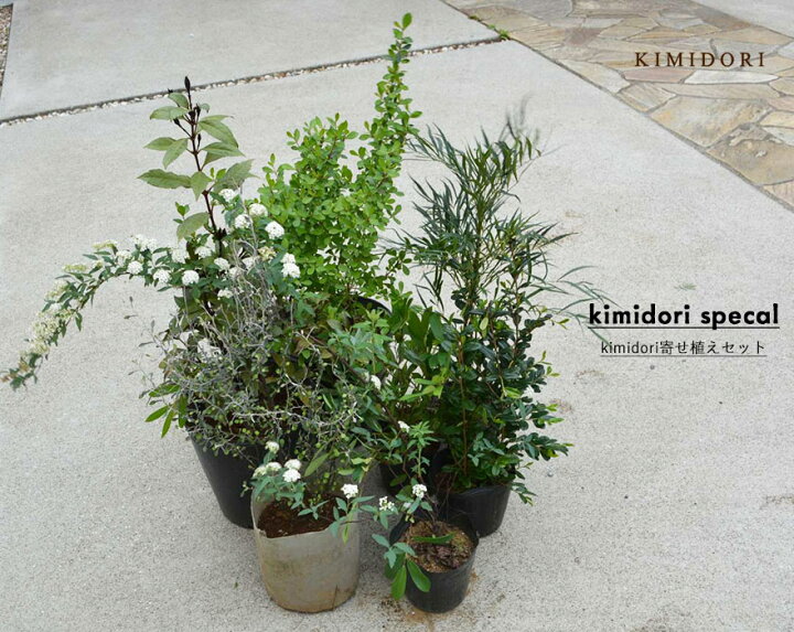 楽天市場 Kimidori 大人の寄せ植え セット 植木 植栽 庭木 7点セット ガーデニング 園芸 植物 鉢植え 庭植え おしゃれ Kimidori Farm