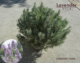 ラベンダー 苗 大株 30-50cm ハーブ リラックス セビリアンブルー 庭植え 鉢植え ポプリ 植栽 ギフト ボリューム ガーデニング エクステリア 園芸 小低木 常緑 植木 庭木 安心 安全 ベランダ ウッドデッキ クリスマス イングリッシュガーデン