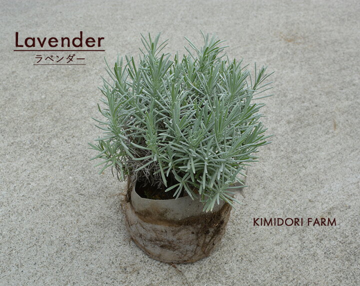 楽天市場 ラベンダー 苗 大株 30cm ハーブ リラックス セビリアンブルー 庭植え 鉢植え ポプリ 植栽 ギフト ボリューム ガーデニング エクステリア 園芸 小低木 常緑 植木 庭木 自家生産 安心 安全 ベランダ ウッドデッキ クリスマス イングリッシュガーデン