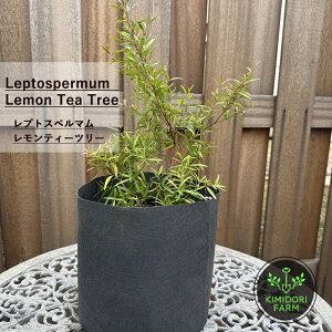 eB[c[ vgXy} 30-50cm I[W[vc eB[c[ I[W[K[f V{c[ c  A  񂹐A A 