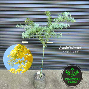 AJVA ~U 100-120cm V{c[  A  LO Vzj  Vo[[t XbO [X j v[g LO A  x_ EbhfbL